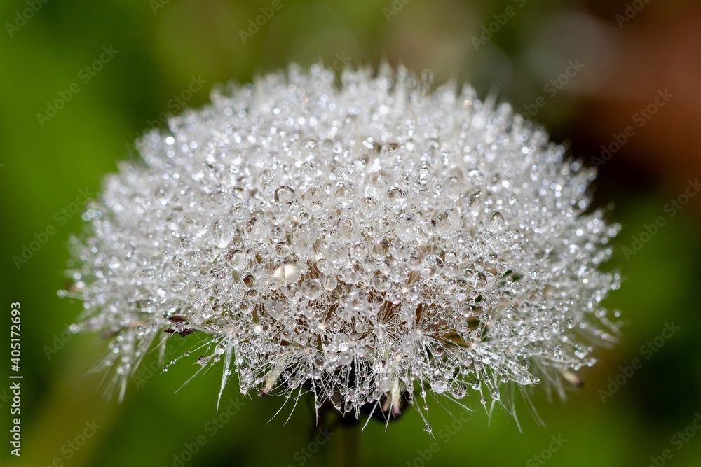 Furry dandelion hat with tiny dew drops on the villi, macro background Furry dandelion hat with tiny dew drops on the villi, macro background
