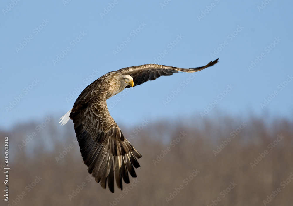 White-tailed Eagle, Zeearend, Haliaeetus albicilla White-tailed Eagle, Zeearend, Haliaeetus albicilla