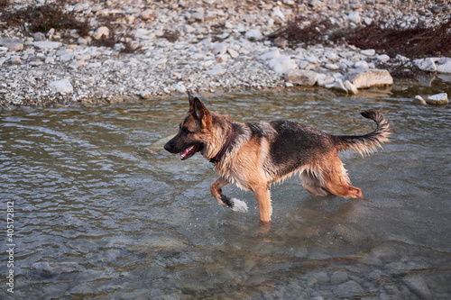 Active walk with pet dog in fresh air in nature. Adult black and red German Shepherd dog plays in water in cold quiet mountain river and enjoys life. © Ekaterina
