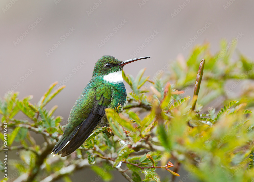 Fototapeta premium Witkeelkolibrie, White-throated Hummingbird, Leucochloris albicollis