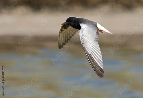 White-winged Black Tern, Witvleugelstern, Chlidonias leucopterus photo