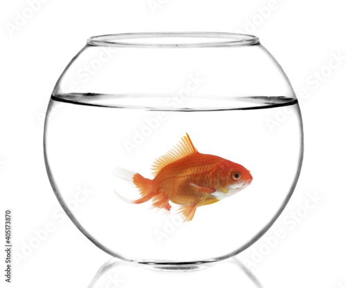 Small animal goldfish in a glass fishbowl