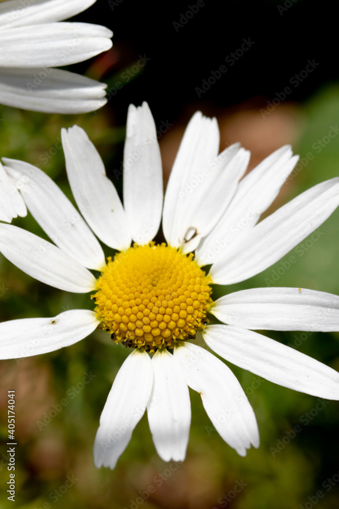 White chamomile flower centered on nature background. White chamomile flower centered on nature background.