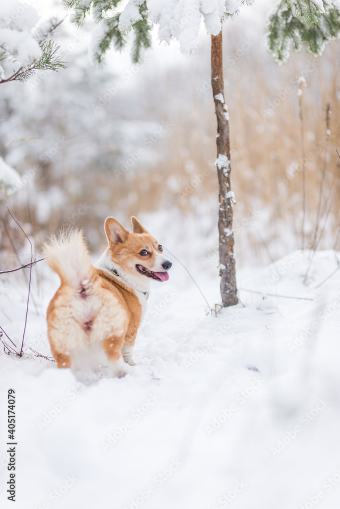 happy welsh corgi pembroke dog playing in the snow