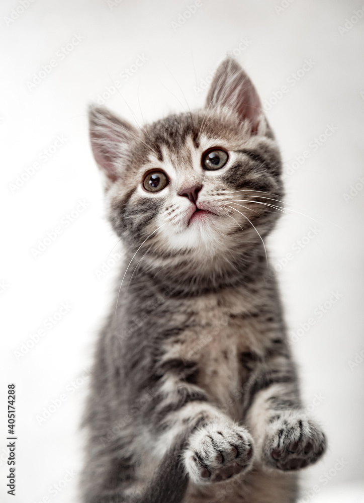 Beautiful playful baby cat with paws on white background. Pet animal. Kitten pads view from below. Tabby kitten on white background.