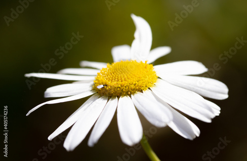 White chamomile flower centered on nature background.