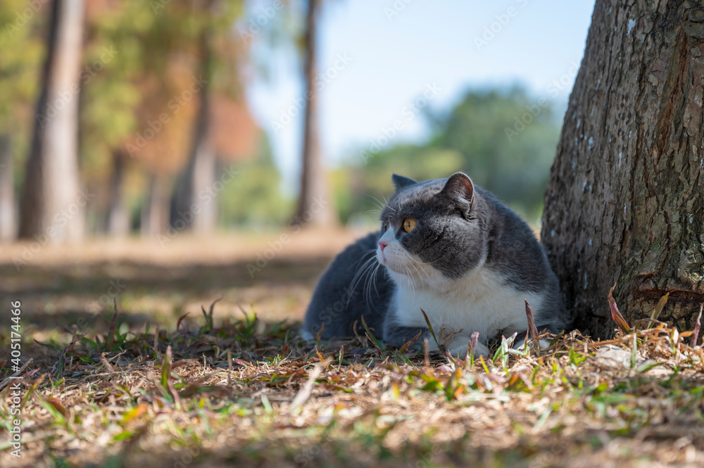 Obraz premium British shorthair cat lying on the grass beside the tree