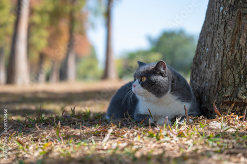 British shorthair cat lying on the grass beside the tree