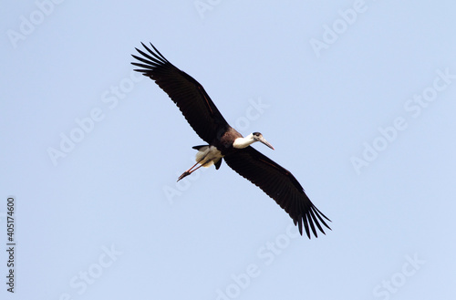 Woolly-necked Stork, Ciconia episcopus photo