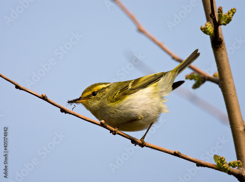 Bladkoning, Yellow-browed Warbler, Phylloscopus inornatus photo