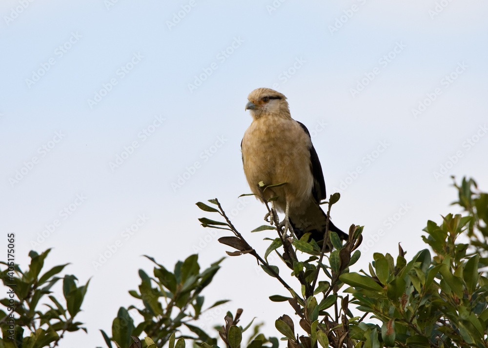 Yellow-headed Caracara, Milvago chimachima Yellow-headed Caracara, Milvago chimachima