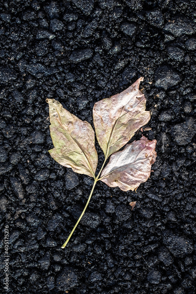 Yellow autumn leaves on the black asphalt. Yellow autumn leaves on the black asphalt.