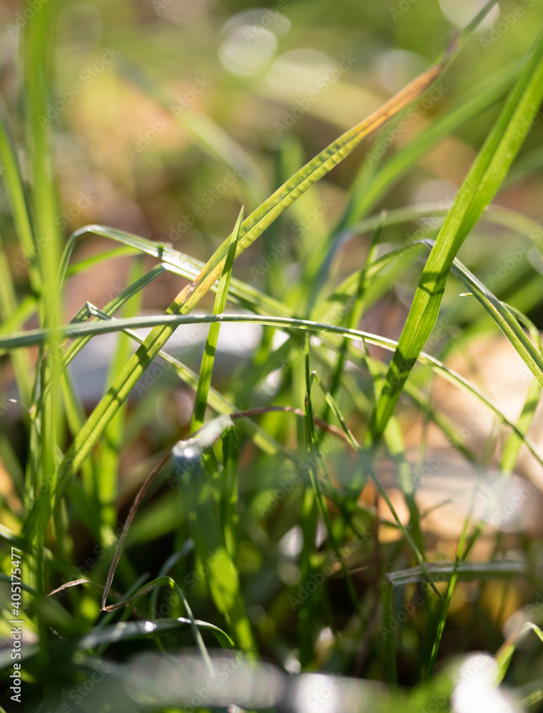 Green grass with water drops in sunlight, selective focus, perfect abstract background. Green grass with water drops in sunlight, selective focus, perfect abstract background.