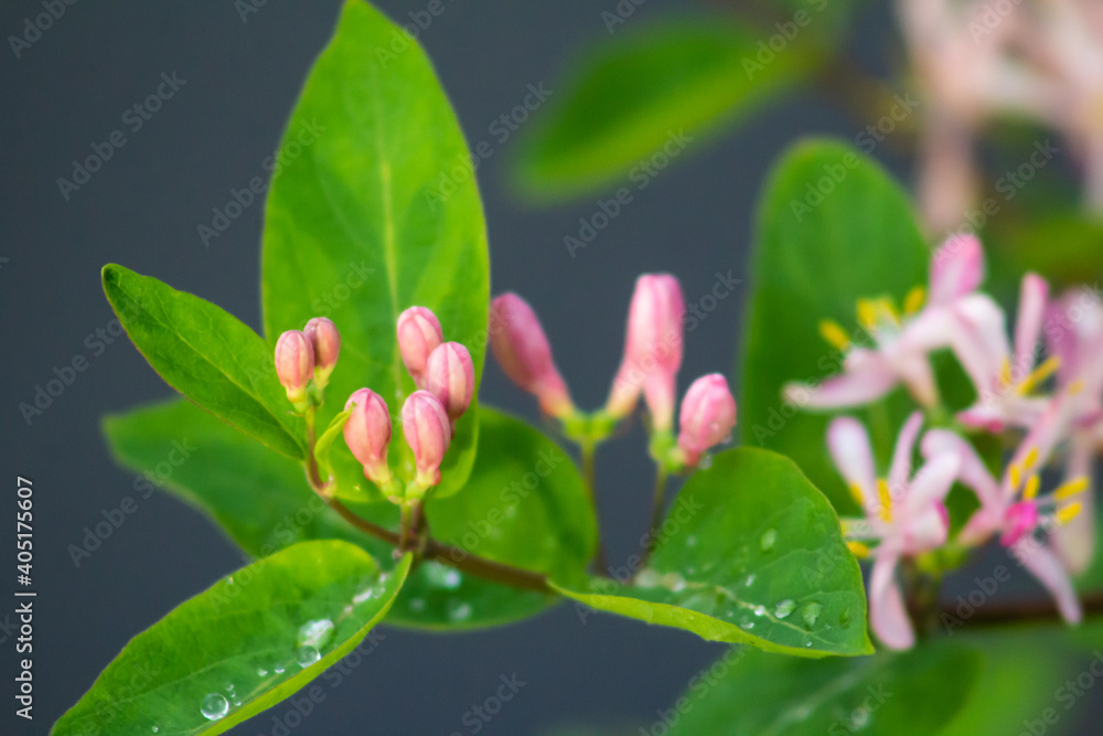 water drops on a pink flower water drops on a pink flower