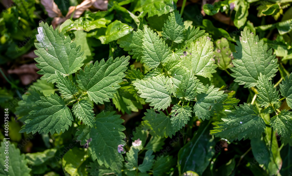 Young nettles on a background of sunny nature. Young nettles on a background of sunny nature.