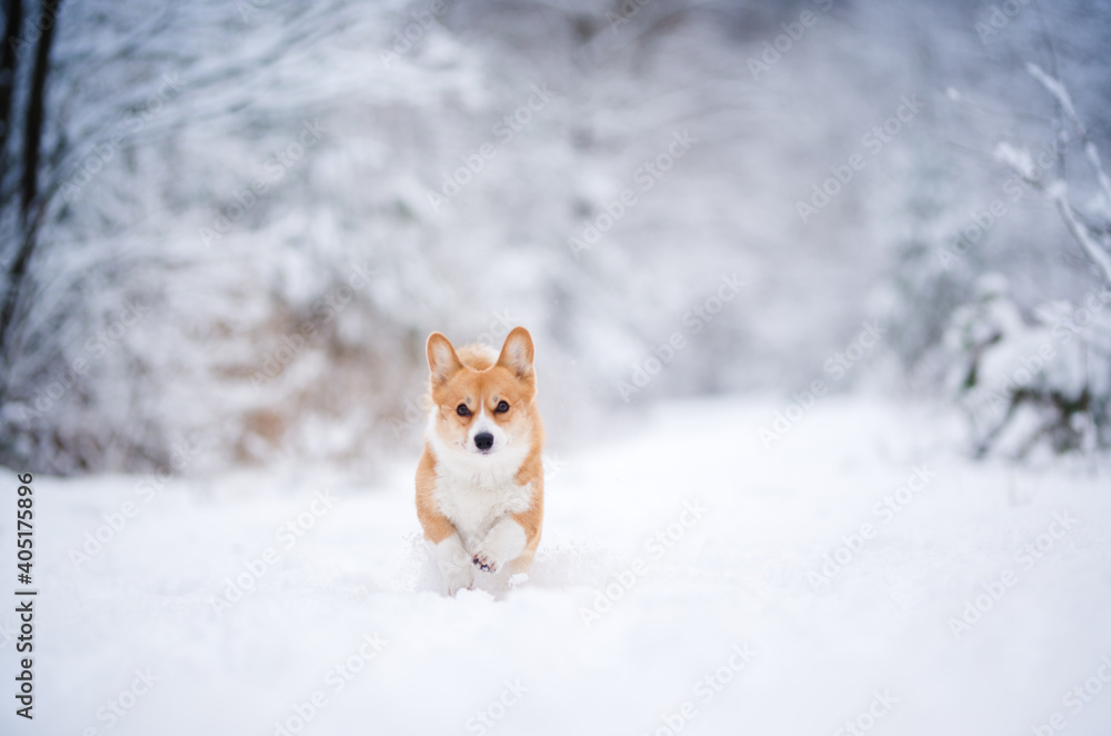 Fototapeta premium happy welsh corgi pembroke dog playing in the snow