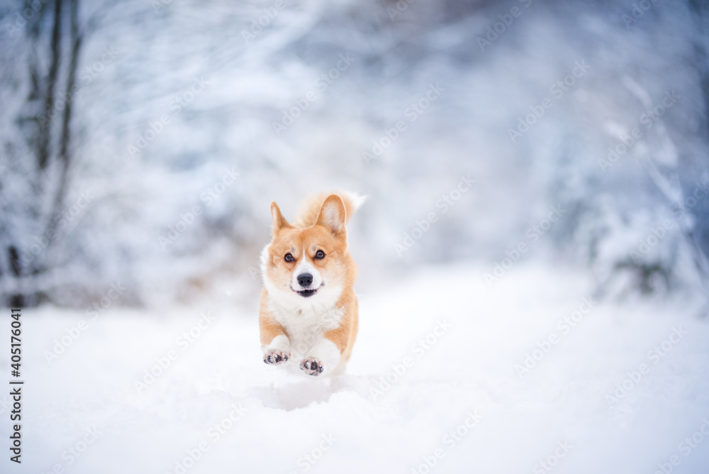 Fototapeta premium happy welsh corgi pembroke dog playing in the snow