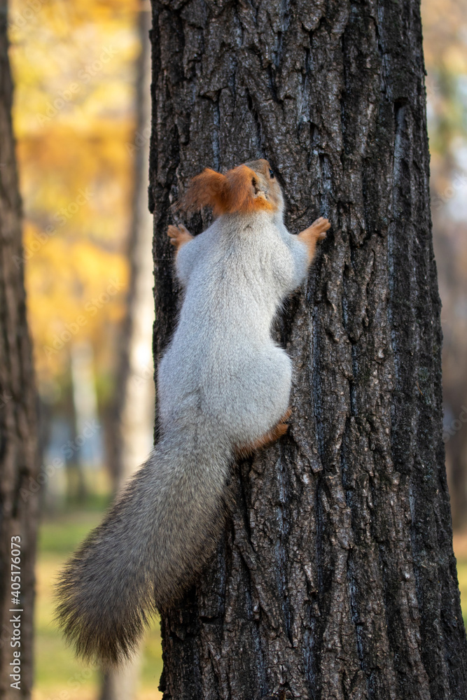 Red squirrel in the autumn park. Red squirrel in the autumn park.