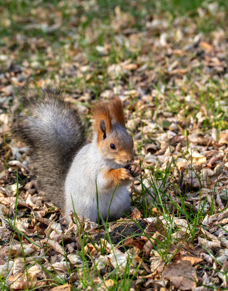 Red squirrel in the autumn park. Red squirrel in the autumn park.