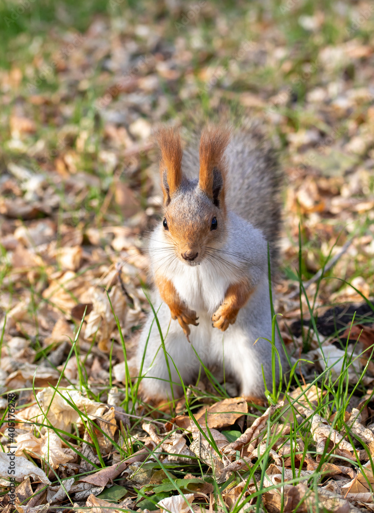 Red squirrel in the autumn park. Red squirrel in the autumn park.