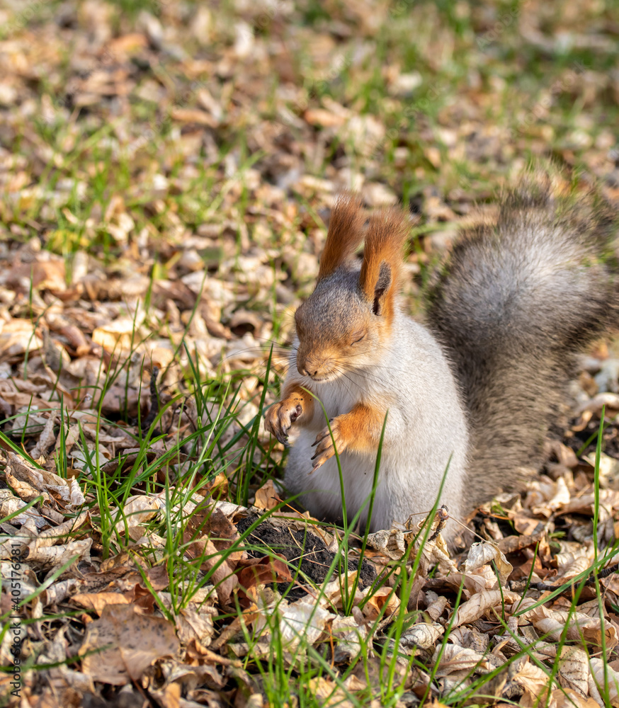 Red squirrel in the autumn park. Red squirrel in the autumn park.