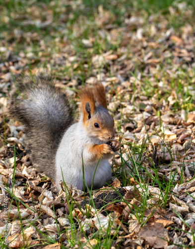 Red squirrel in the autumn park.