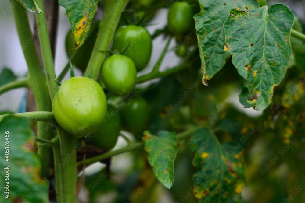 Fresh green tomatoes grown in plantations Fresh green tomatoes grown in plantations