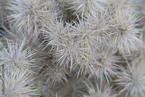 Cactus focus