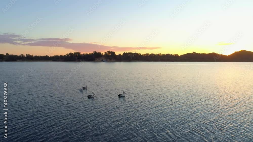 Low flight over pelicans swimming in a river at sunset Low flight over pelicans swimming in a river at sunset