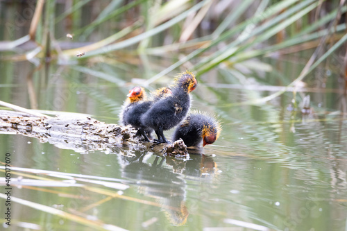 Four nestling fulica atra birds stand on a tree log. Green reeds are reflected in the water.