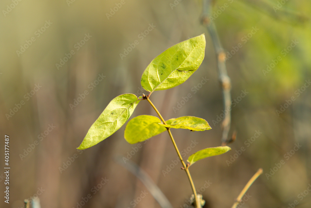 Autumn leaves in the sun. Nature, blurred background. Autumn leaves in the sun. Nature, blurred background.