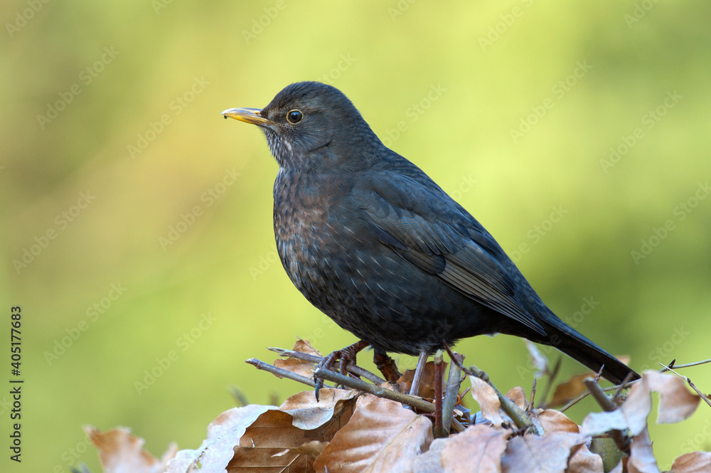 Merel, Common Blackbird, Turdus merula Merel, Common Blackbird, Turdus merula