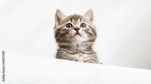 Pet kitten curiously peeking behind white background. Tabby baby cat showing placard template. Kitten head peeking over blank white sign placard. Long web banner with copy space