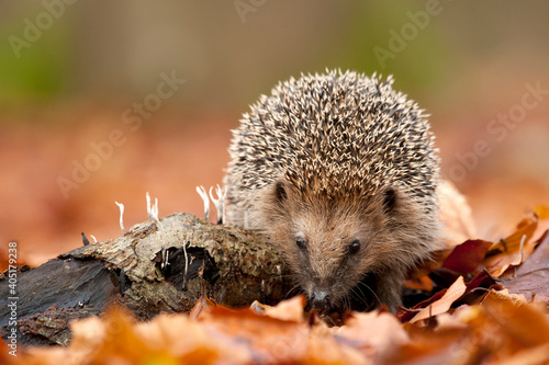 Europese Egel, European Hedgehog, Erinaceus europaeus