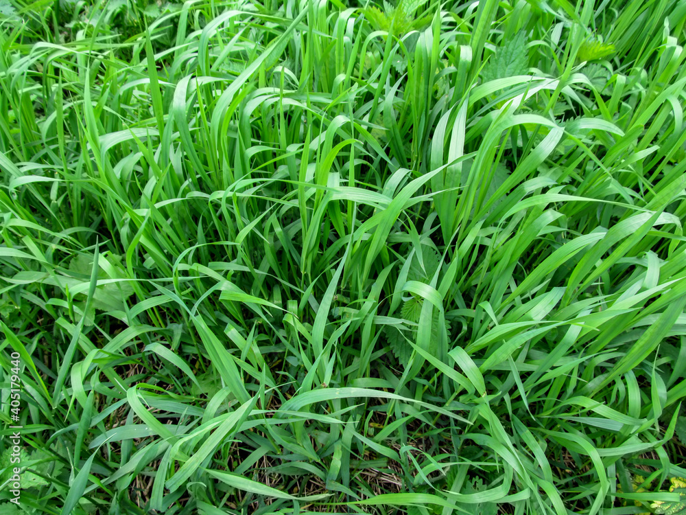 Texture grass of the Elymus repens close-up - top view. A lot of green juicy grass stalks with long leaves Texture grass of the Elymus repens close-up - top view. A lot of green juicy grass stalks with long leaves