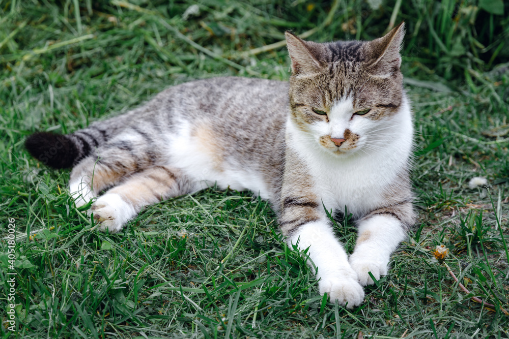 grey cat is lying on a green grass. grey cat is lying on a green grass.