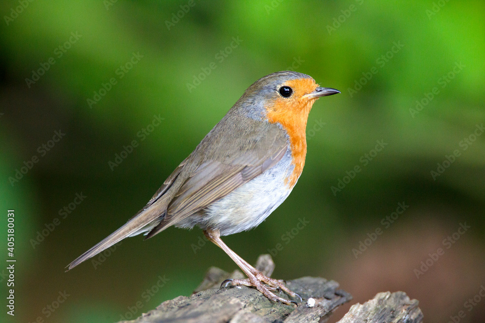 Roodborst; European Robin; Erithacus rubecula Roodborst; European Robin; Erithacus rubecula