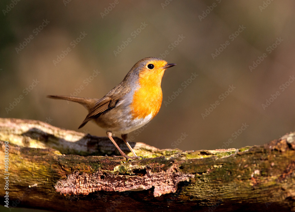 Roodborst; European Robin; Erithacus rubecula Roodborst; European Robin; Erithacus rubecula
