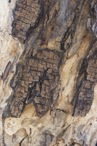 The bark of the big tree in the deep forest