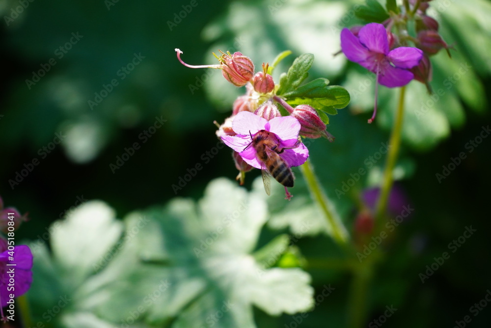 Pflanze, Sommer, Natur, Blume Pflanze, Sommer, Natur, Blume