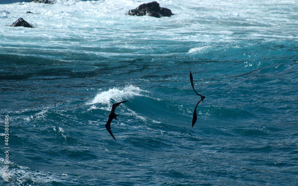 Fototapeta premium Great Frigatebird, Grote Fregatvogel, Fregata minor
