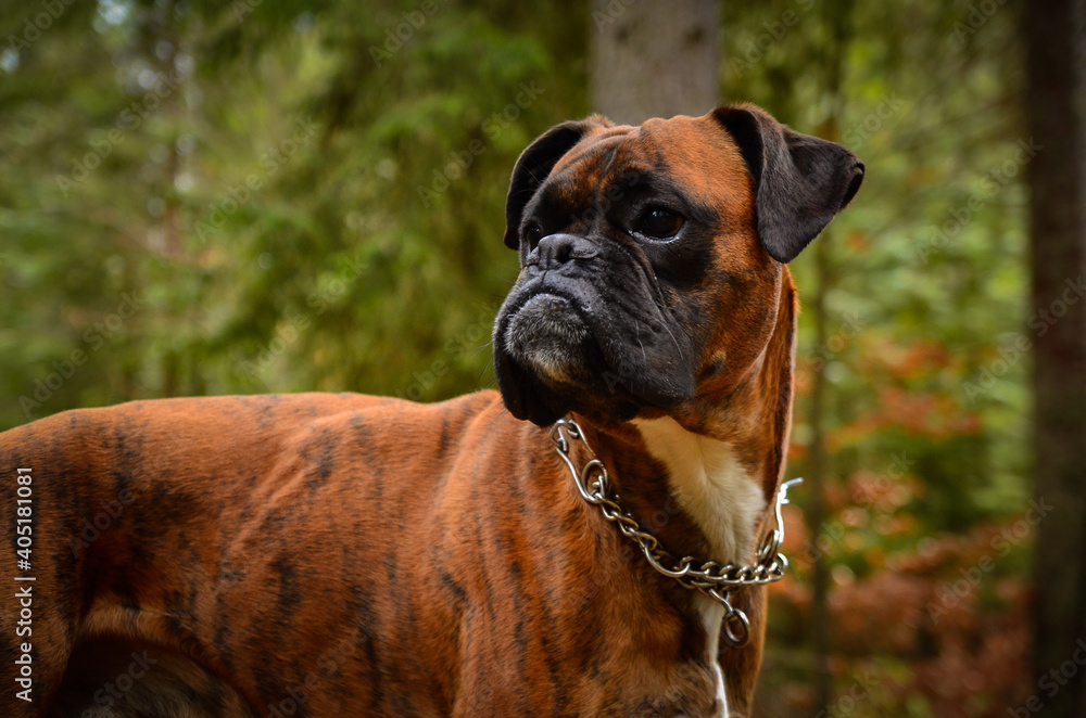 Boxer dog portrait in the forest