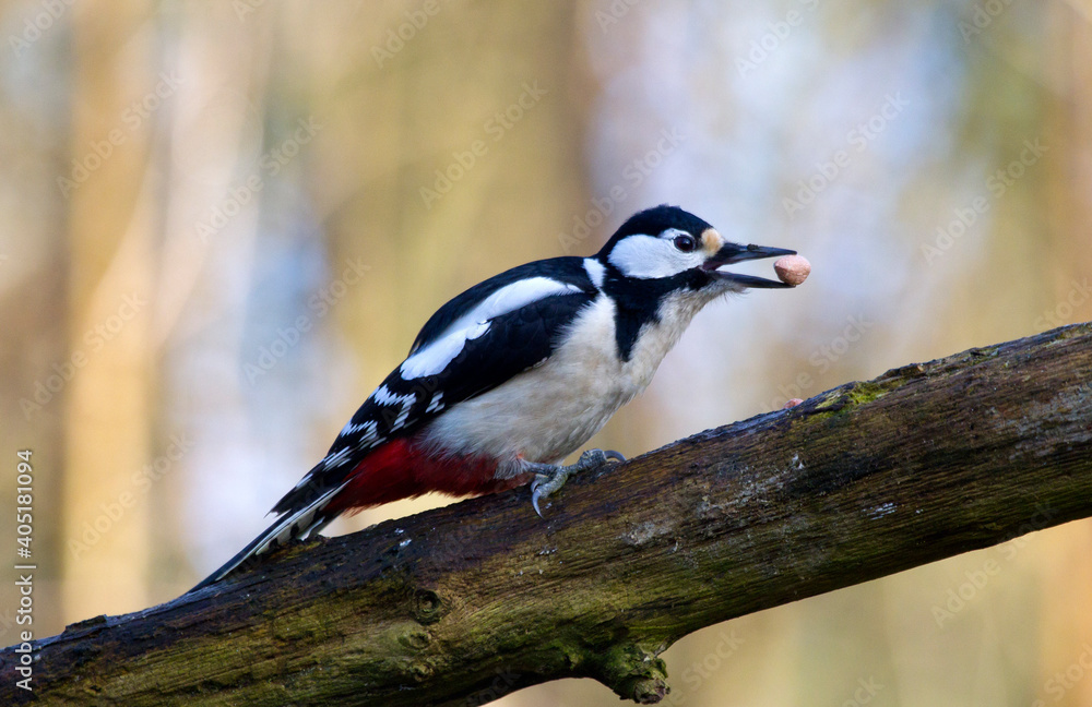 Obraz premium Grote Bonte Specht, Great Spotted Woodpecker, Dendrocopos major