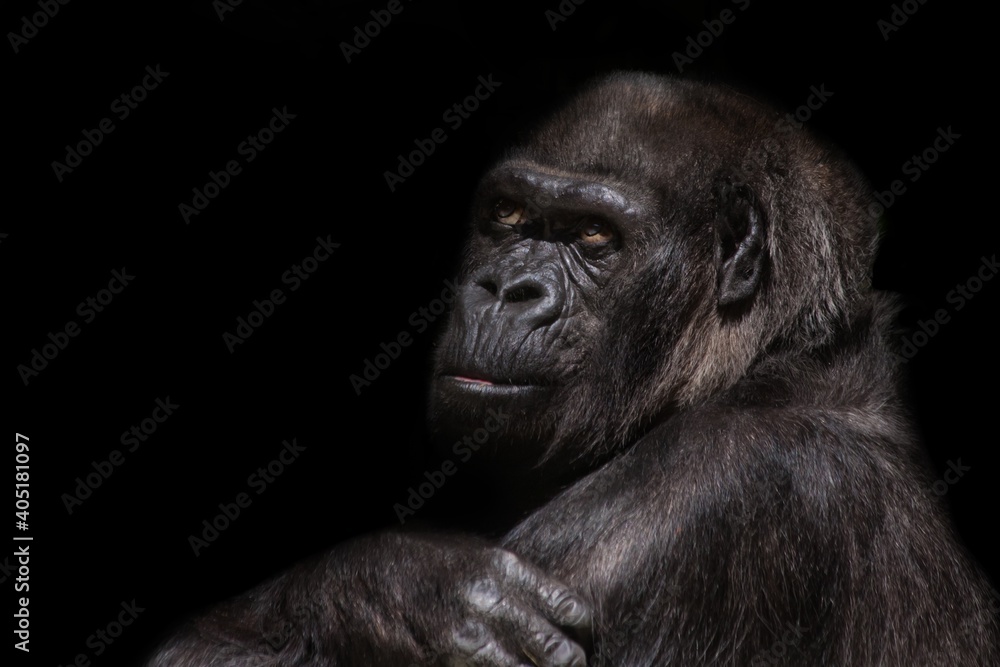 Fototapeta premium gorilla