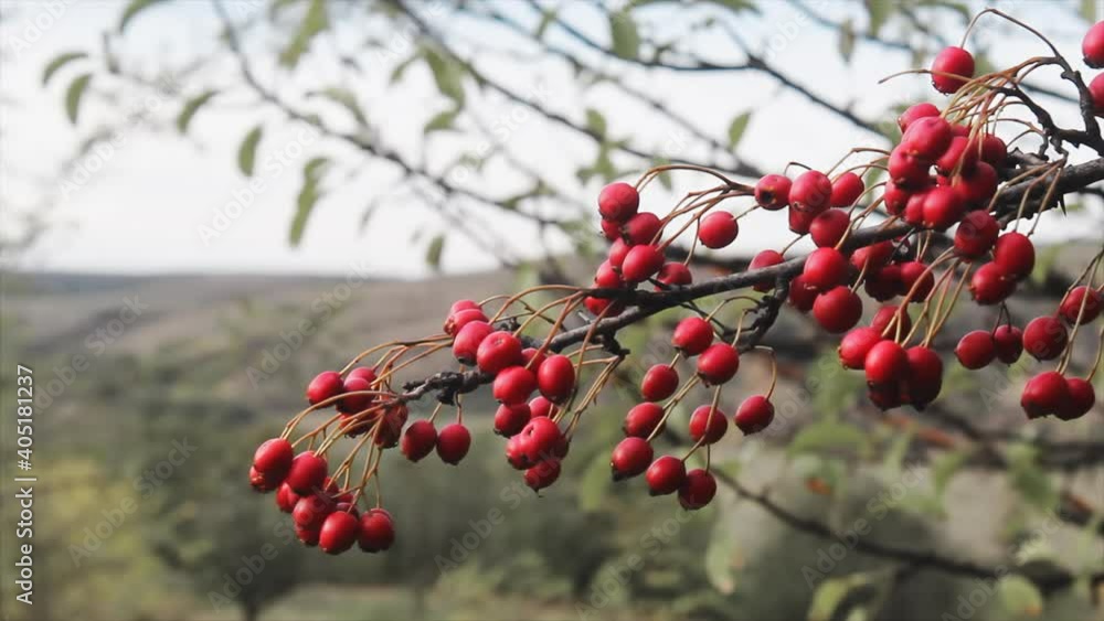 Growing multiple red hawthorns on a branch with green leaves moving in the wind Growing multiple red hawthorns on a branch with green leaves moving in the wind
