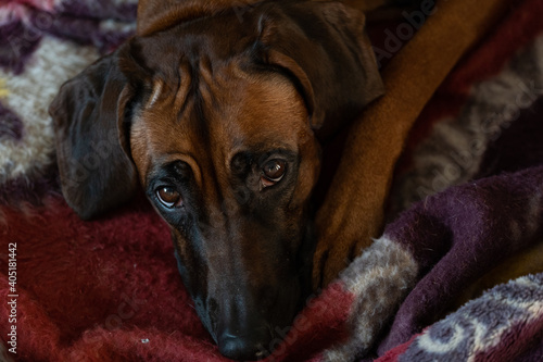 A red dog is lying on a plaid. Rhodesian Ridgeback looks charming eyes at the camera. The dog misses the owner.