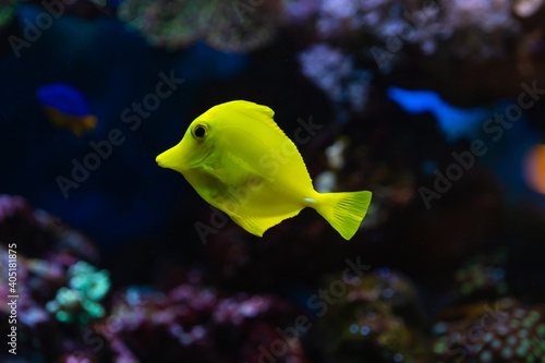 A tropical yellow surgeon fish swimming in a fishtank. Horizontal close-up