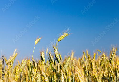 agricultural field sown with cereals that are not ripe photo