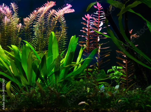 Amazon sword plant (Echinodorus amazonicus) close up on a fish tank photo