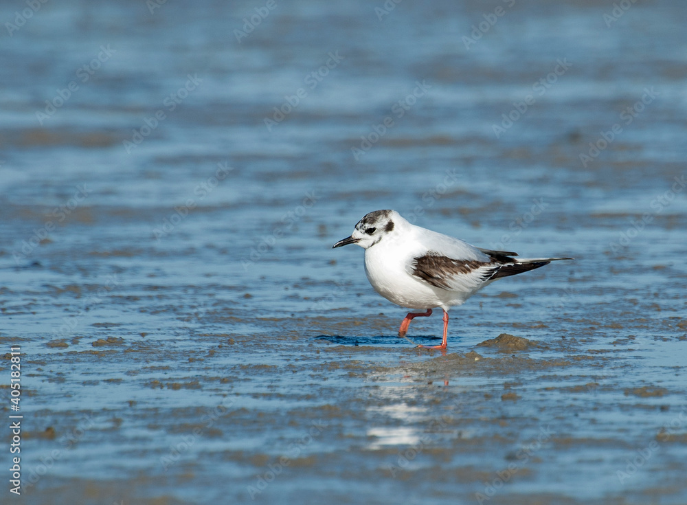 Dwergmeeuw, Little Gull, Hydrocoloeus minutus Dwergmeeuw, Little Gull, Hydrocoloeus minutus